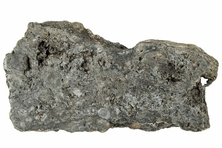 Polished Rhynie Chert - Early Devonian Vascular Plant Fossils #318911